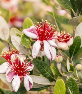 Acca sellowiana - stromček